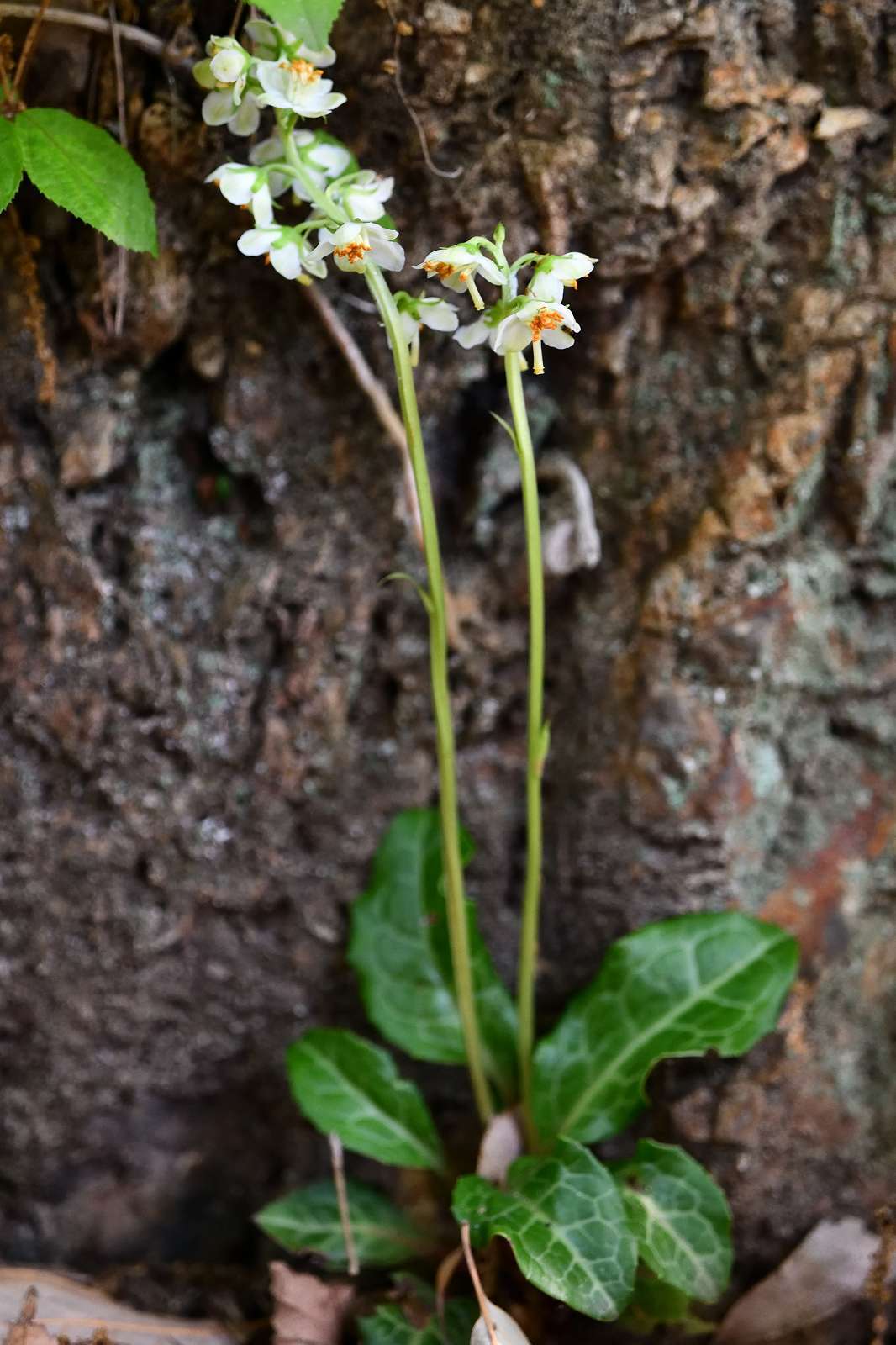 奥多摩・高尾方面の花_d0328977_20112919.jpg