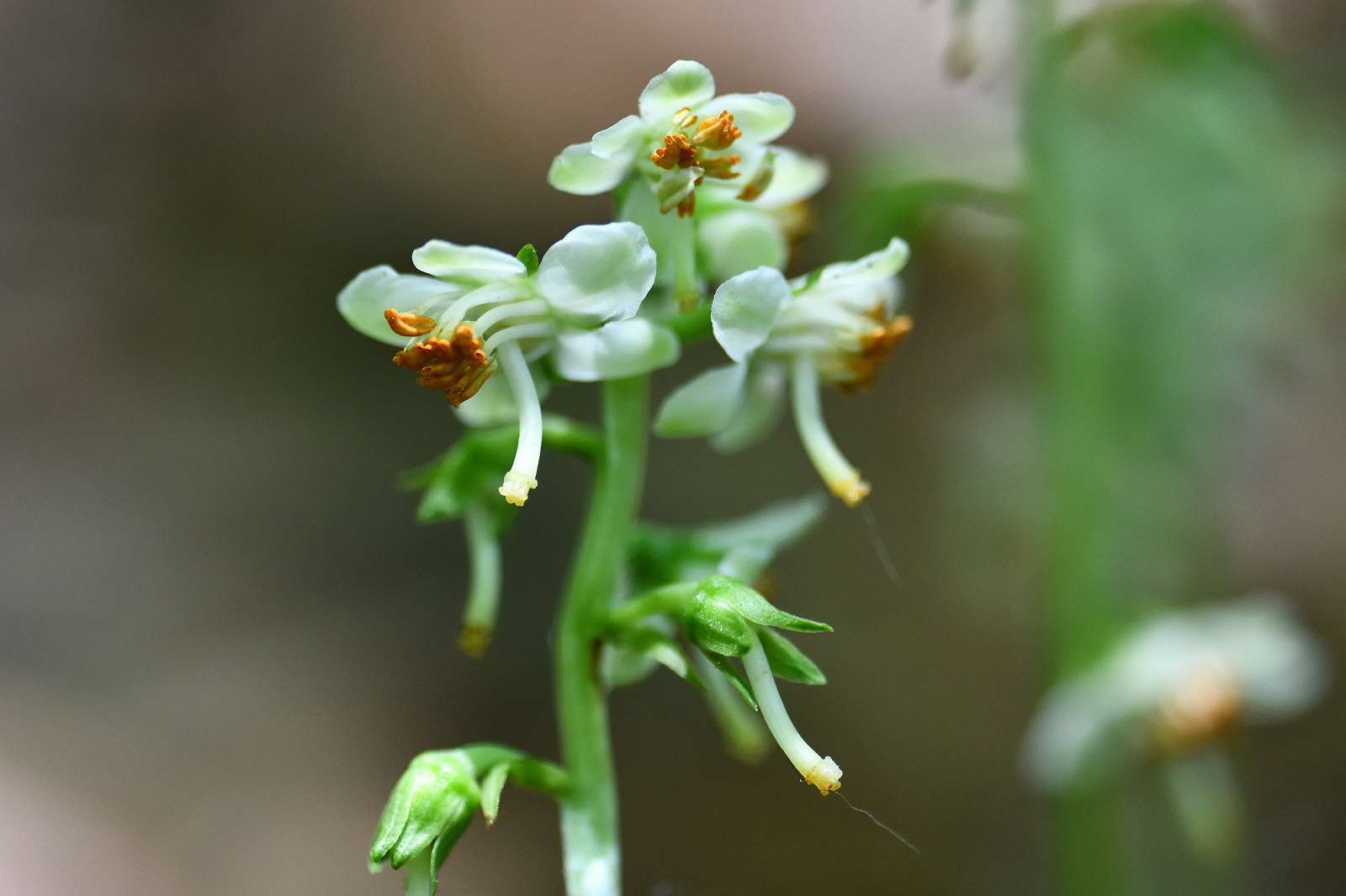 奥多摩・高尾方面の花_d0328977_20113027.jpg