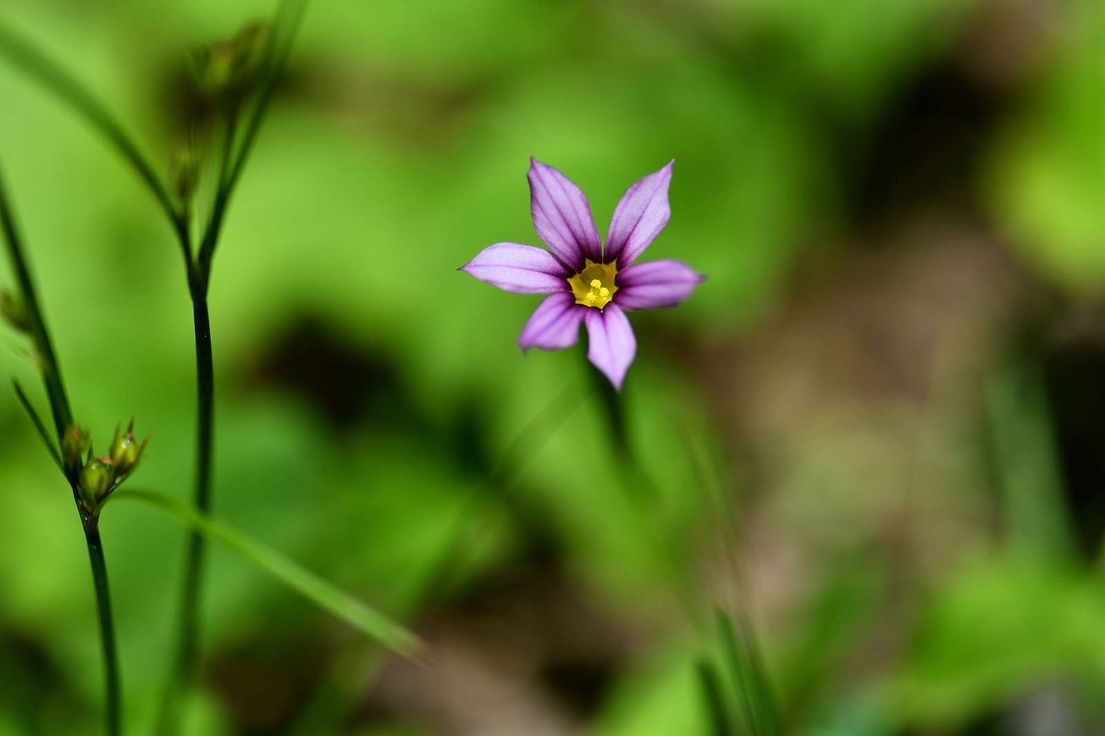 奥多摩・高尾方面の花_d0328977_20142801.jpg