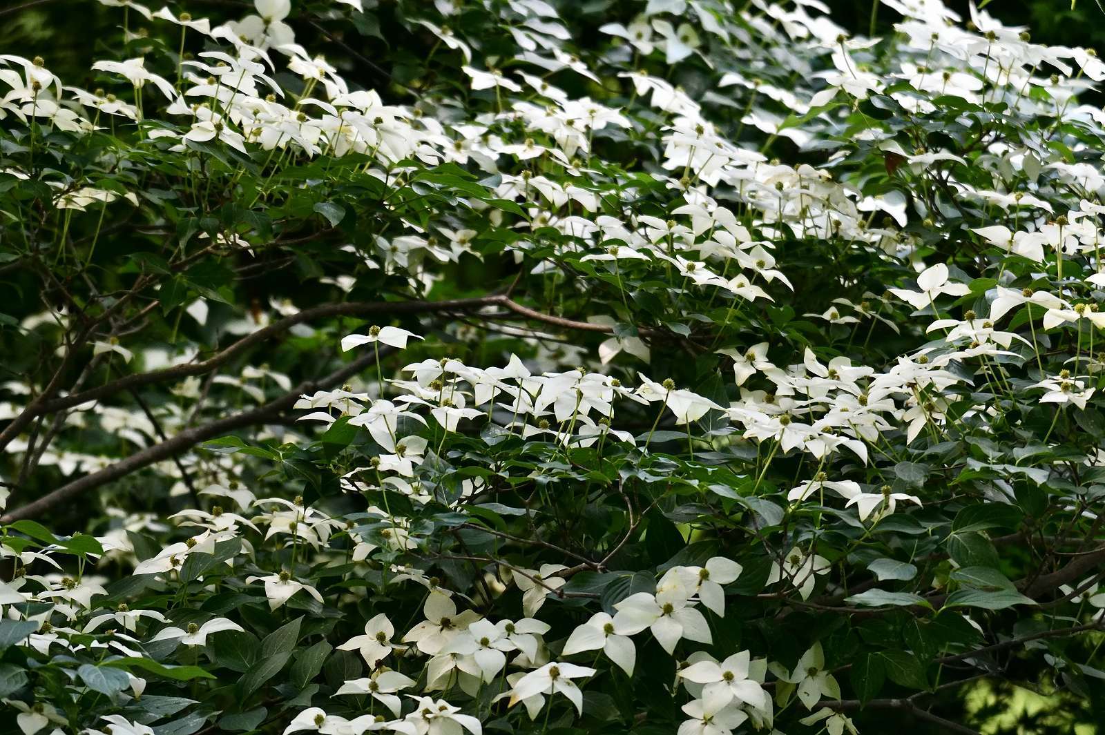 奥多摩・高尾方面の花_d0328977_20270857.jpg