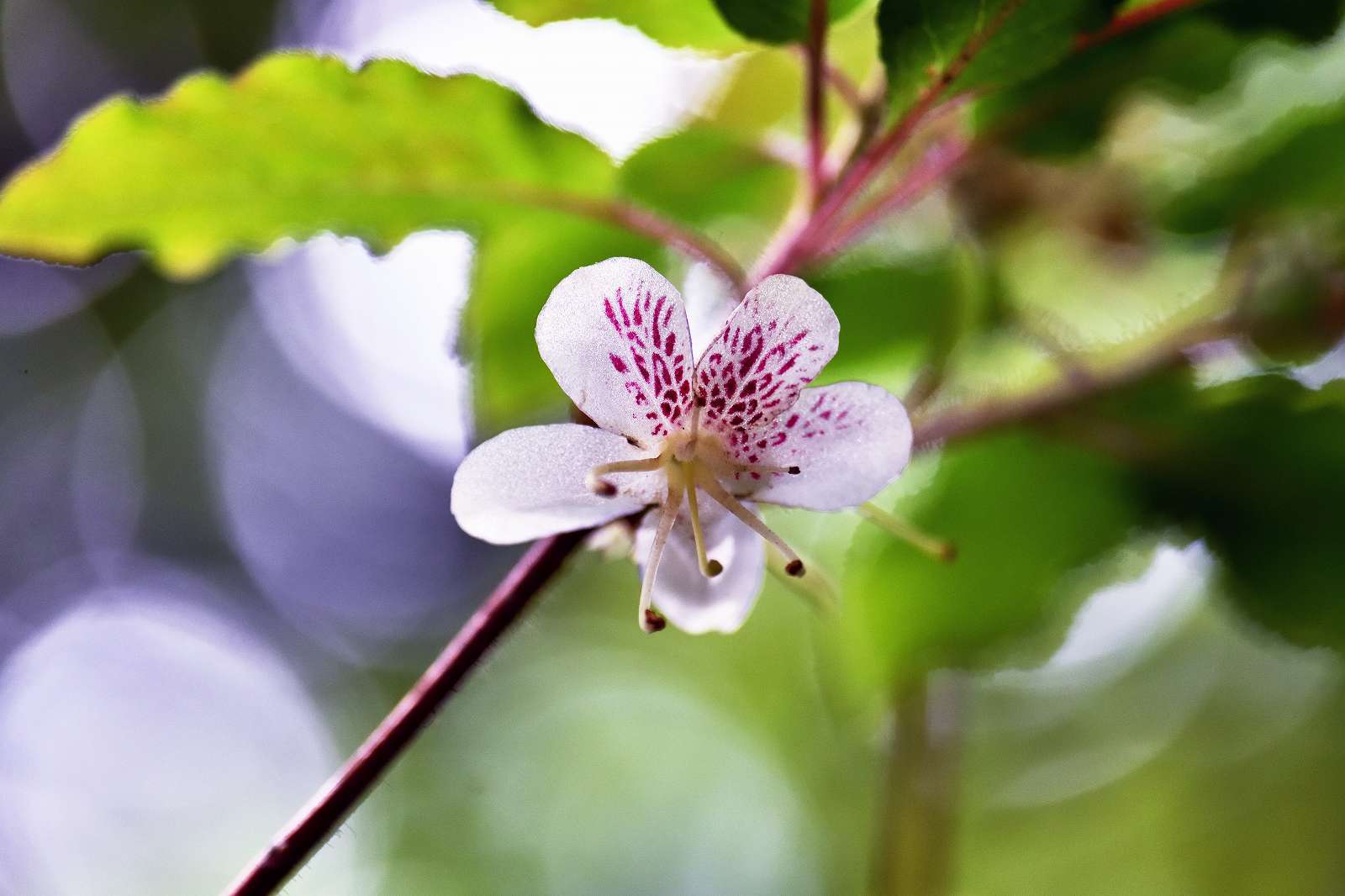 奥多摩・高尾方面の花_d0328977_20270925.jpg