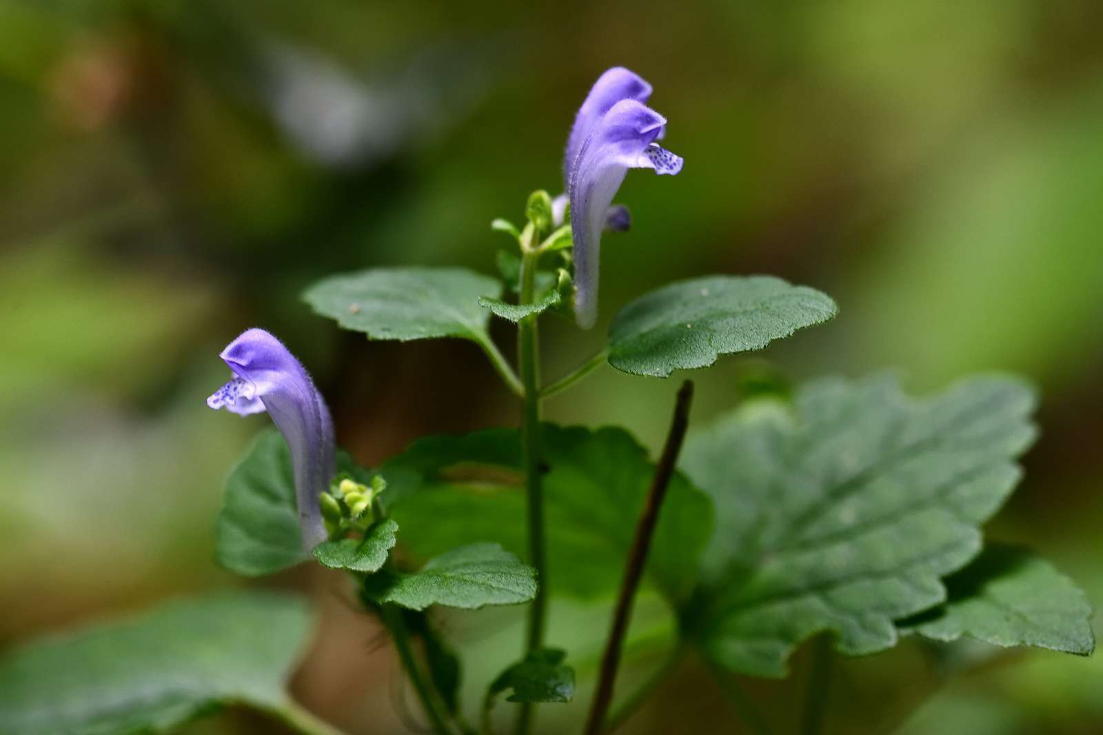 奥多摩・高尾方面の花_d0328977_20271009.jpg