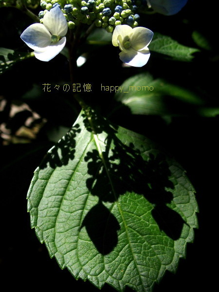 c0357781_11353040.jpg