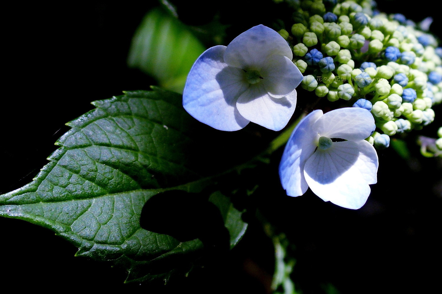 c0357781_11354664.jpg
