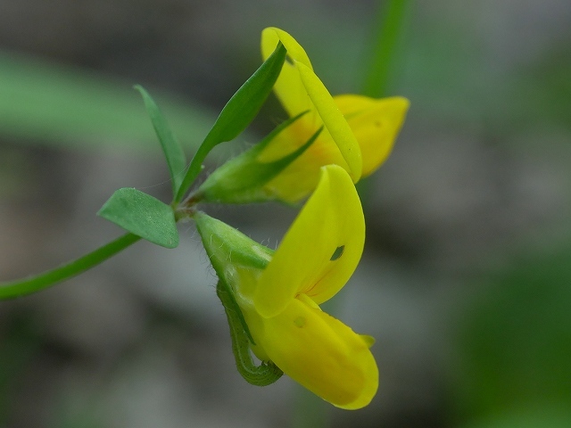 梅雨入り前の加曾利貝塚公園の虫と花_d0088184_22573768.jpg