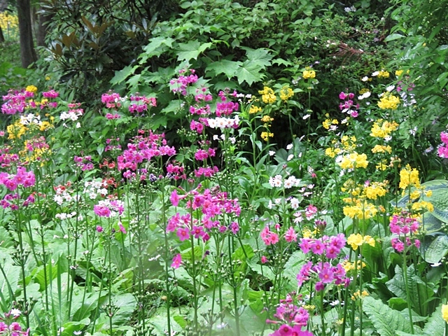 雨の日の花ウオッチング_f0357487_23433730.jpg