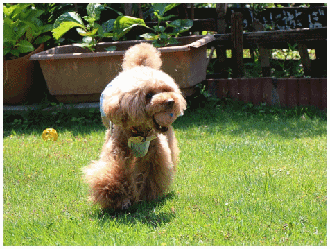 b0175688_20594985.gif