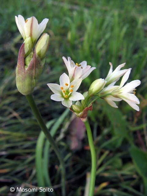 ハタケニラ 畑韮 草花と自然blog