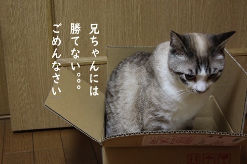シェアしようね!_a0333195_09184053.jpg