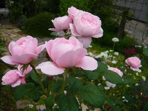 c0112206_811572.jpg