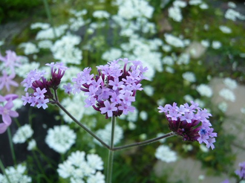 c0112206_8124795.jpg