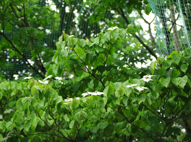 a0251508_14325339.jpg