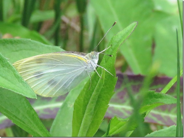 昆虫ブログ むし探検広場