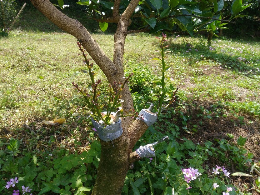 梅雨入り。_a0300410_16023521.jpg