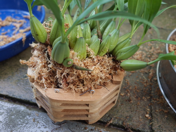 セロジネのバスケット植え_e0276411_23142372.jpg
