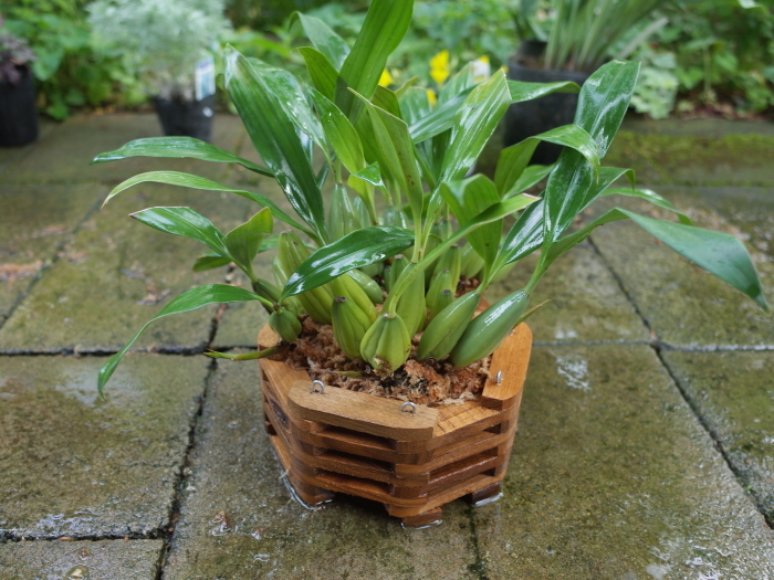 セロジネのバスケット植え_e0276411_23143117.jpg