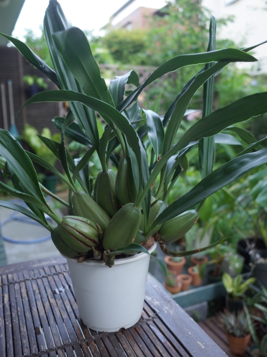 セロジネのバスケット植え_e0276411_23152312.jpg