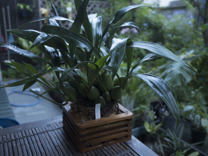 セロジネのバスケット植え_e0276411_23154092.jpg