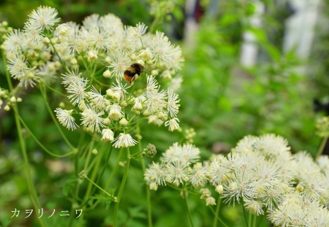 ６月３日 緑深まる庭風景 カヲリノニワ