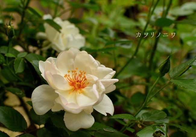 ６月３日 緑深まる庭風景 カヲリノニワ