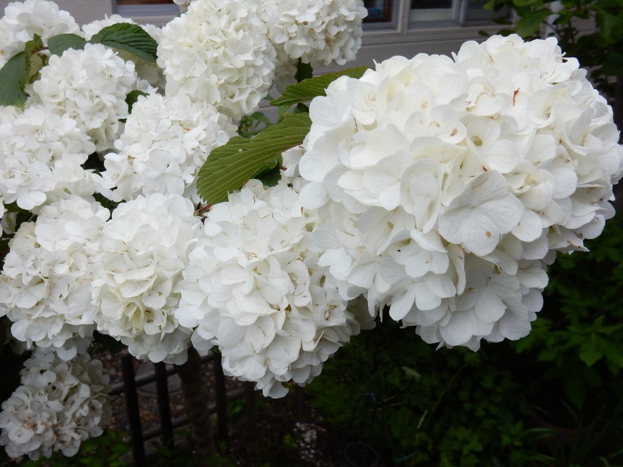 6月6日分のtwitter _c0025115_20553957.jpg