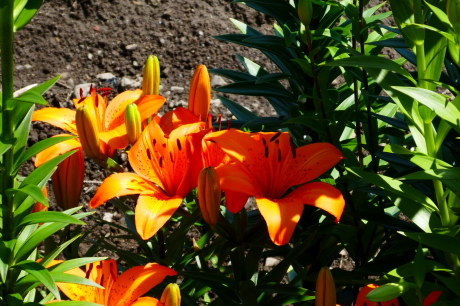 d0170615_08343226.jpg