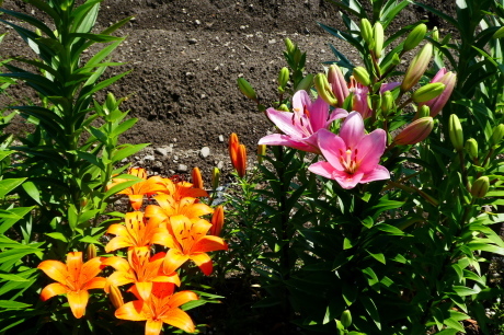 d0170615_08344856.jpg