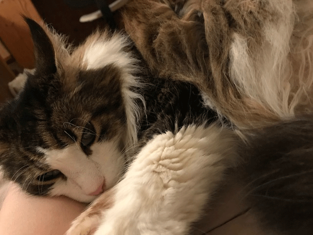 e0195115_16082902.gif