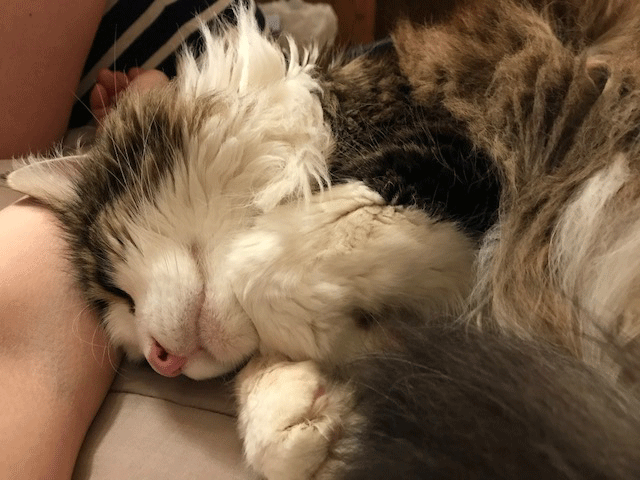 e0195115_16083769.gif