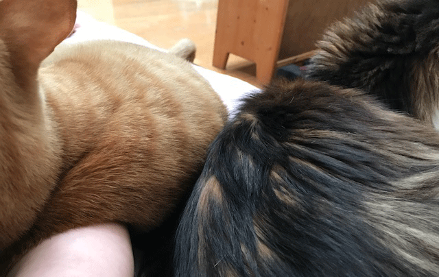 e0195115_16084457.gif