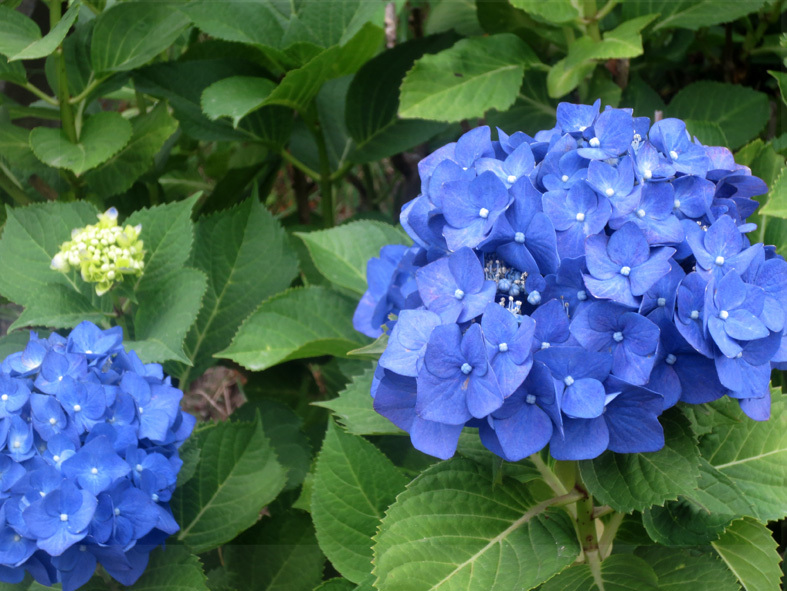 ■ウチの紫陽花・ヨソの紫陽花、そして森山安英氏・まだ先輩が存在していることの嬉しさ──週替わりの夕暮れ［6/1-3］_d0190217_22022429.jpg