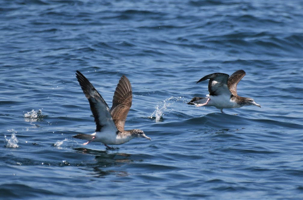 A Census of seabirds_f0350530_22542047.jpg