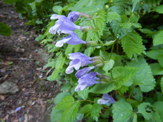f0118332_23452971.jpg