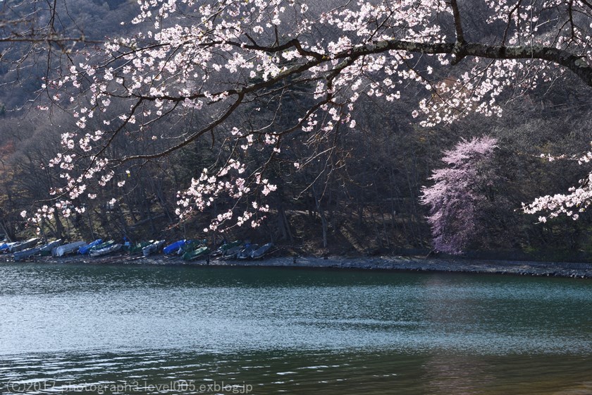 奥日光 中禅寺湖ボートハウス 桜_e0362037_21333312.jpg