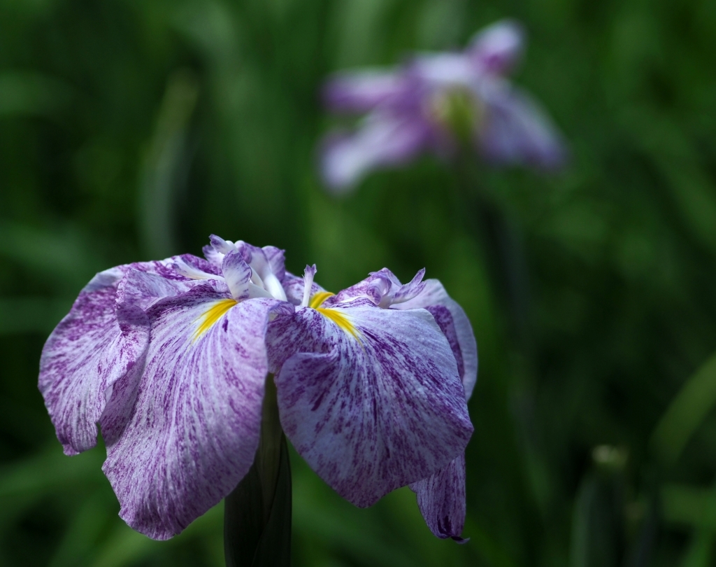 小石川後楽園の花菖蒲　２０１８　☆_d0146247_11163744.jpg