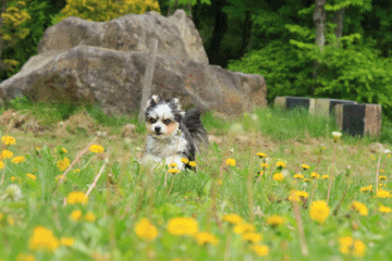c0145250_11264772.gif
