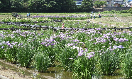 さいたま-くぬぎむら体験交流館-千年の苑_e0172950_2041061.jpg
