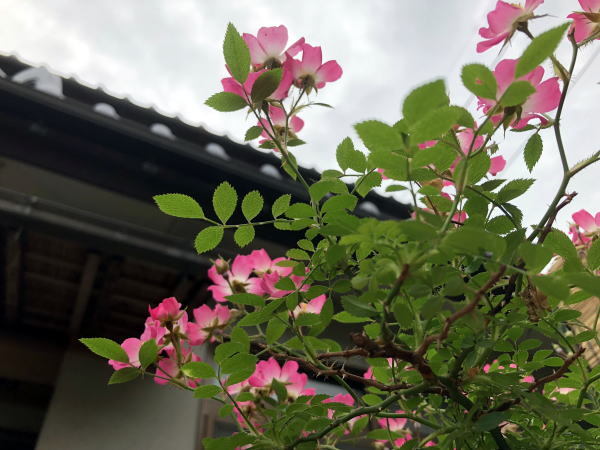 c0147952_22591312.jpg