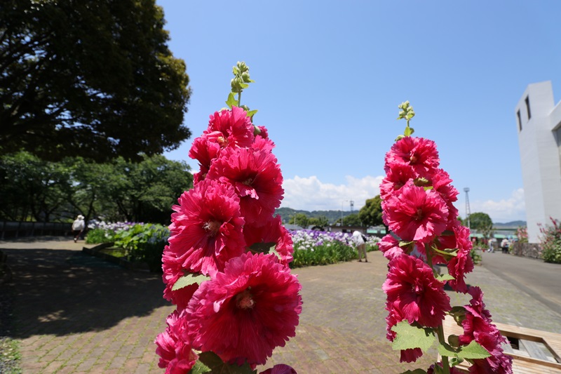 花菖蒲と立葵＠城北浄化センター♪_a0167759_0241350.jpg