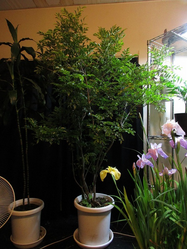 植物 シマトネリコを室内に移動して2週間経過 孤影悄然 植物 シマトネリコを室内に移動して2週間経過 孤影悄然
