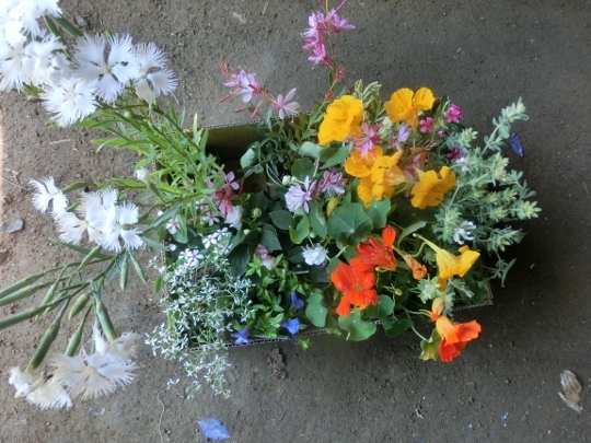 c0328559_15594798.jpg
