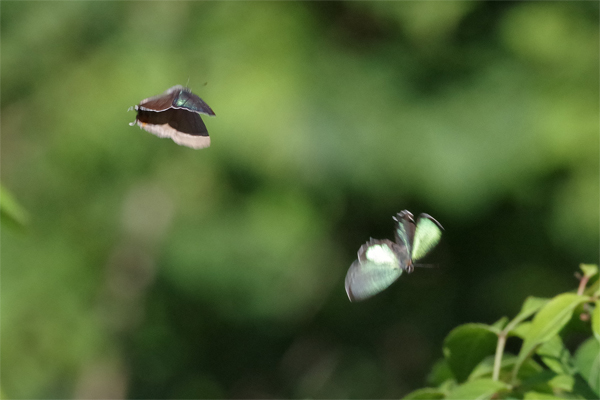 ゼフ飛ぶ渓谷_e0167571_2202282.jpg