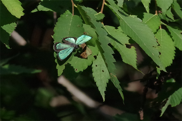 ゼフ飛ぶ渓谷_e0167571_2204511.jpg