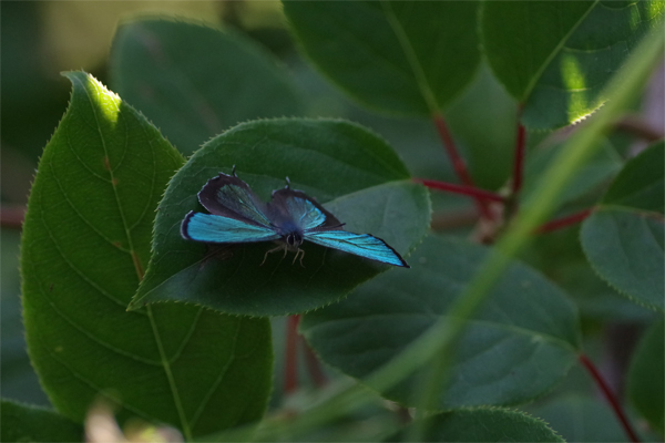 ゼフ飛ぶ渓谷_e0167571_2211991.jpg