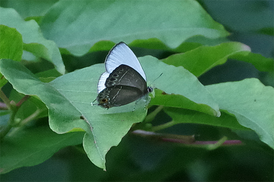 ゼフ飛ぶ渓谷_e0167571_2225784.jpg