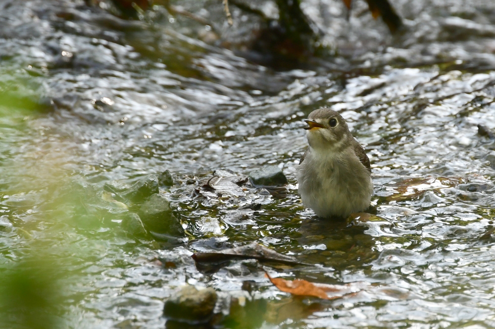 コサメビタキ 水飲み_f0053272_16031086.jpg