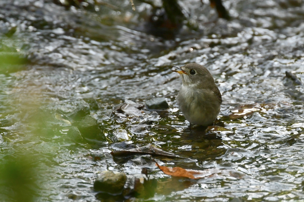 コサメビタキ 水飲み_f0053272_16043537.jpg