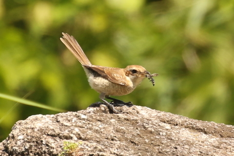★モズの幼鳥がいました!・・・週末の鳥類園(2018.6.2~3)_e0046474_21592805.jpg
