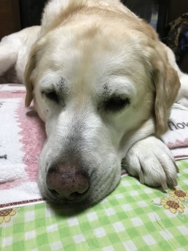 f0315081_20445398.jpeg