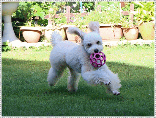 b0175688_22592041.gif